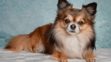 Long Hair Chihuahua: The Tiny Dog with a Big Personality and Gorgeous Coat