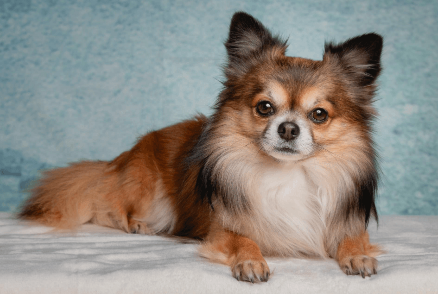 Long Hair Chihuahua: The Tiny Dog with a Big Personality and Gorgeous Coat