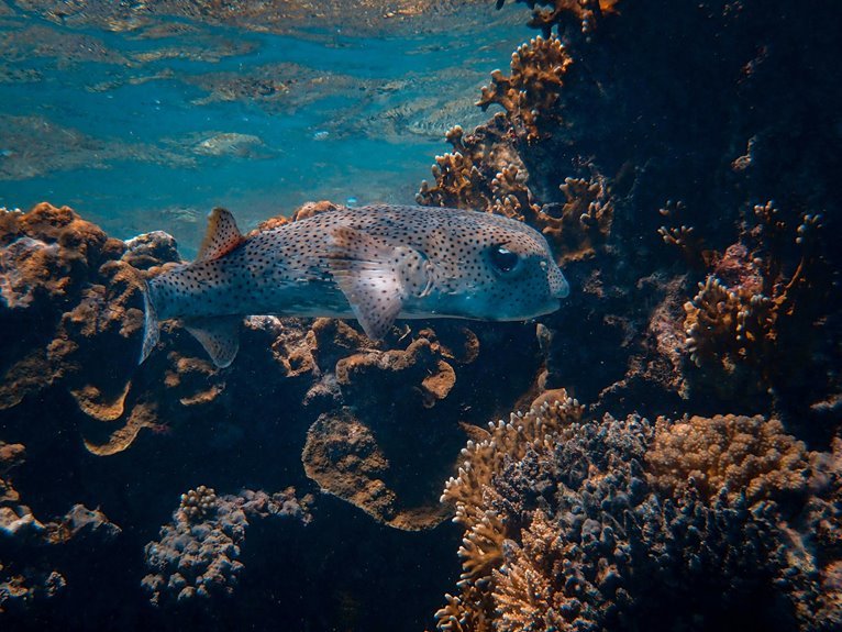 max life dive adventure